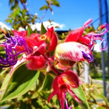 Flowers in Otavalo